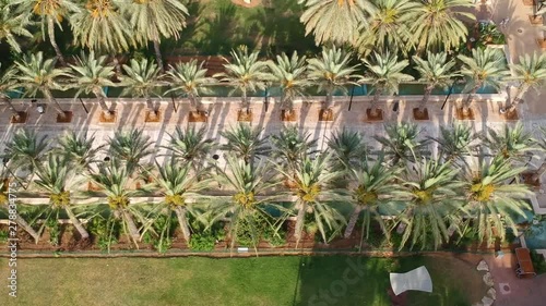 Flying drone over a beautiful palm alea in the park