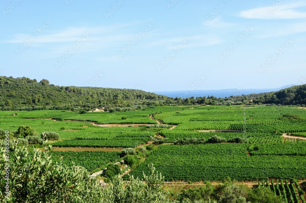 A faraway  view of a sprawling wine vineyard growing the local grk grapes on Korcula island in Croatia.