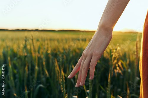young woman hands in field of ripe wheat