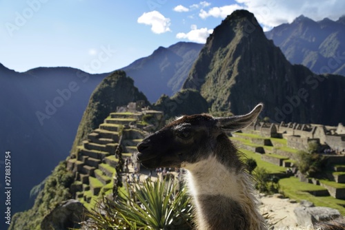 llama at the Machu Picchu ruin, Andes Mountains, Peru © pattilabelle