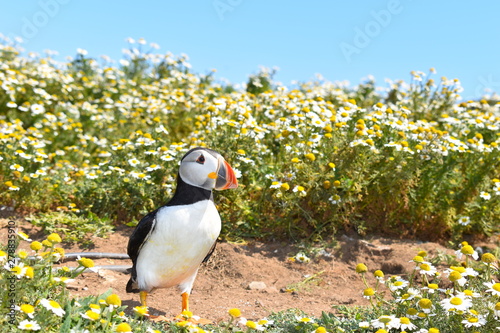 Canvas Print The islands of Pembrokeshire give you the opportunity to get close to wild Atlantic puffins during spring and summer when the wild flowers are in full bloom
