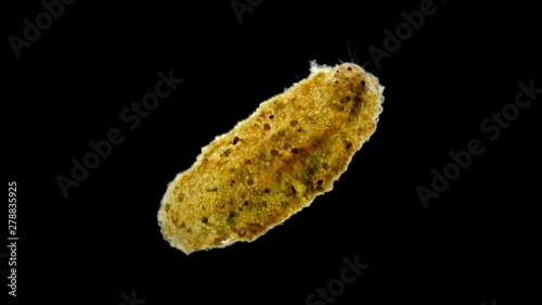 Trichoptera larvae under the microscope, the movement of the caddis larvae in a protective tubular house or cap, later the larva will turn into a moth