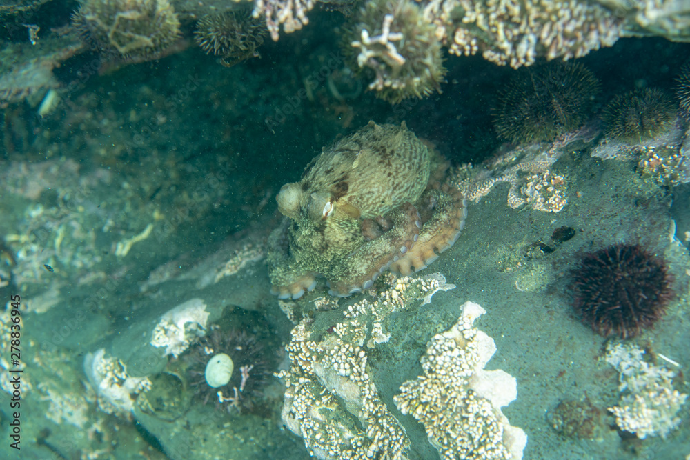 Fototapeta premium Diving and underwater photography, octopus under water in its natural habitat.
