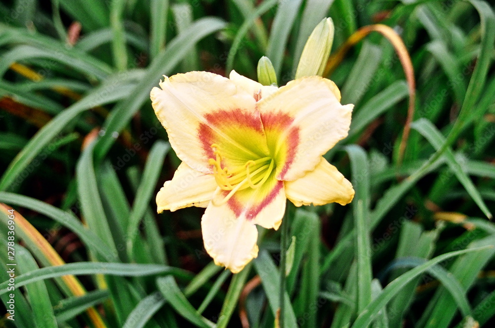 Fototapeta premium Flower in garden