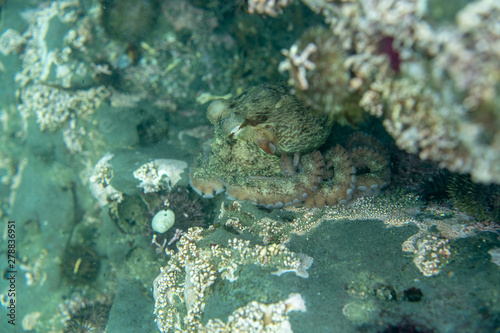Diving and underwater photography  octopus under water in its natural habitat.