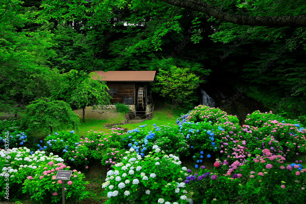紫陽花と水車小屋 紫陽花と水車小屋