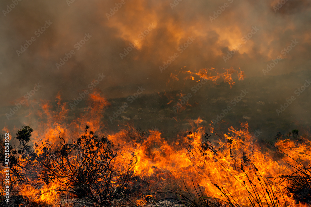 Fire burning across landscape
