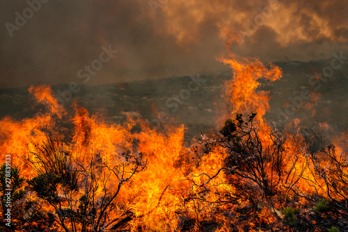 wildfire burning bushes © Patrick Ryan