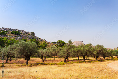 Olive trees landscape photo on Rhodes island  Dodecanese  Greece. Famous tourist destination in South Europe