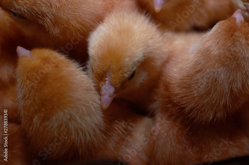 agriculculture, farming, crops, farm produce