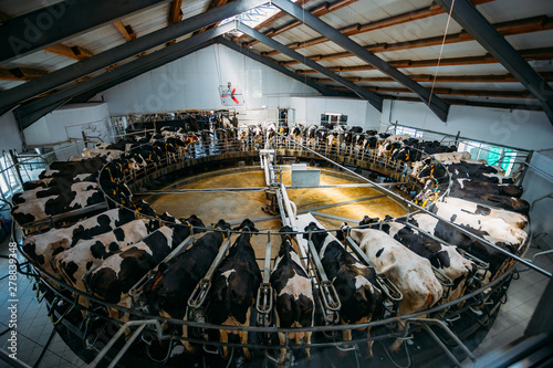 Tela Robotic automatic industrial milking rotary system in modern diary farm