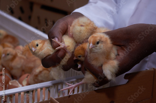 agriculculture, farming, crops, farm produce
