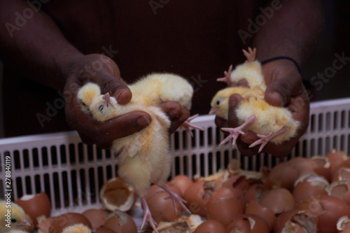 agriculculture, farming, crops, farm produce