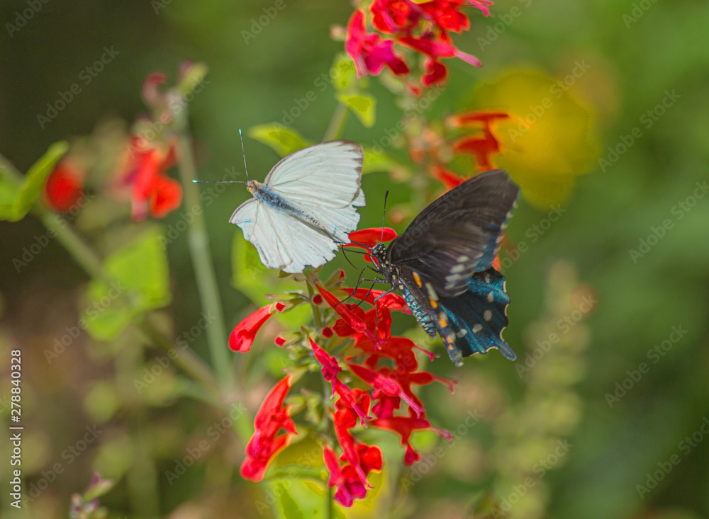 Fototapeta premium Great Southern White and Pipevine Swallowtail Butterflies on Red Salvia Flower in Arizona Desert #2