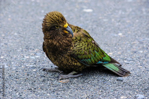 Juvenile Kea near Fox Glacier, South Island, New Zealand photo