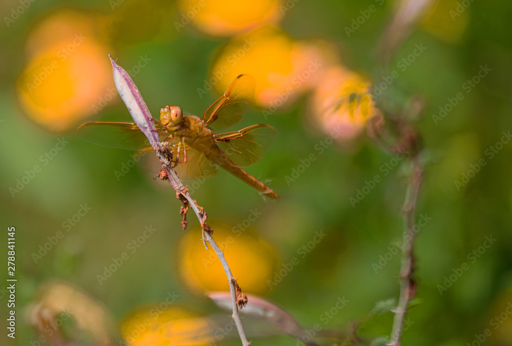 Orange Dragonfly on Perch in Arizona Desert Orange Dragonfly on Perch in Arizona Desert