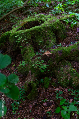 A large stump covered with thick green moss in the forest. Fabulous view. Close-up. Vertical.