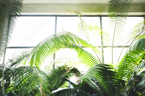 tropical rainforest green house glasshouse interior lots of lush fresh green leaves photo © Joshua