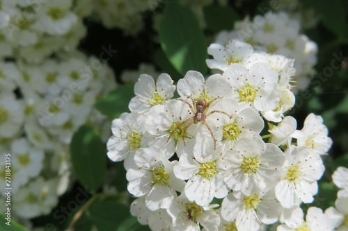 Beautiful spirea flowers in the garden in spring, closeup