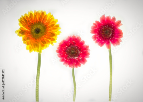 Three Flowers on White Background