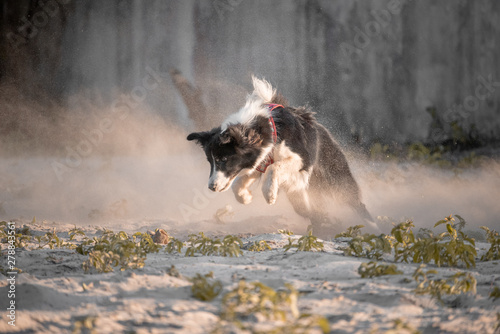 A black and white border collie running to catch a toy bone © Lauro Almeida