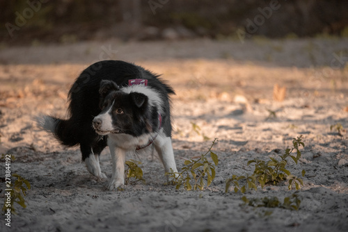 A black and white border collie running to catch a toy bone