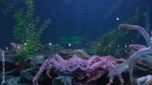 King crab moving in seafood tank and traffic reflected on window display photo