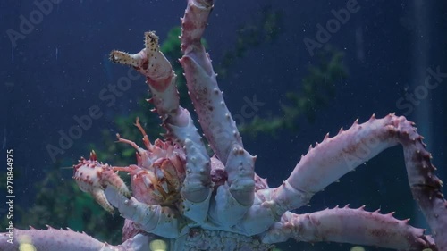 CLOSE UP King crab moving and touching glass of seafood tank on display photo