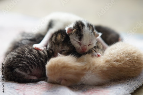 Newborn kittens sleeping, cute baby animals sleep