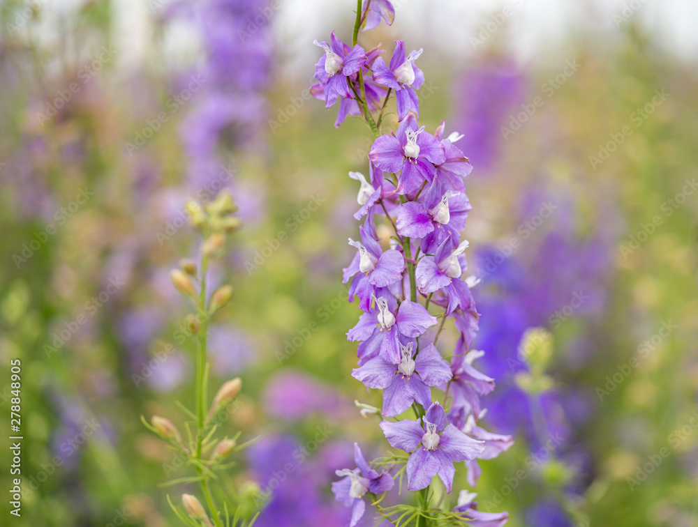 Confetti Flower Fields at Wick near Pershore Worcestershire with delphiniums Confetti Flower Fields at Wick near Pershore Worcestershire with delphiniums
