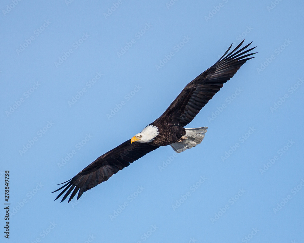 Naklejka premium eagles