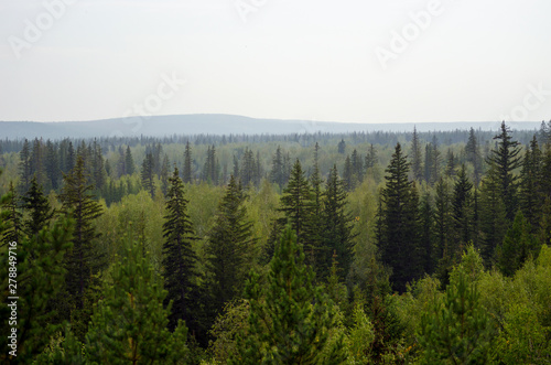 Panorama of the wild Northern Yakut spruce taiga with hills behind the gray day.