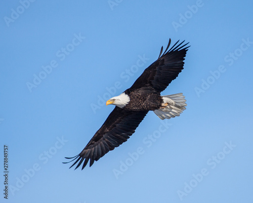 eagles © Taylored Photos