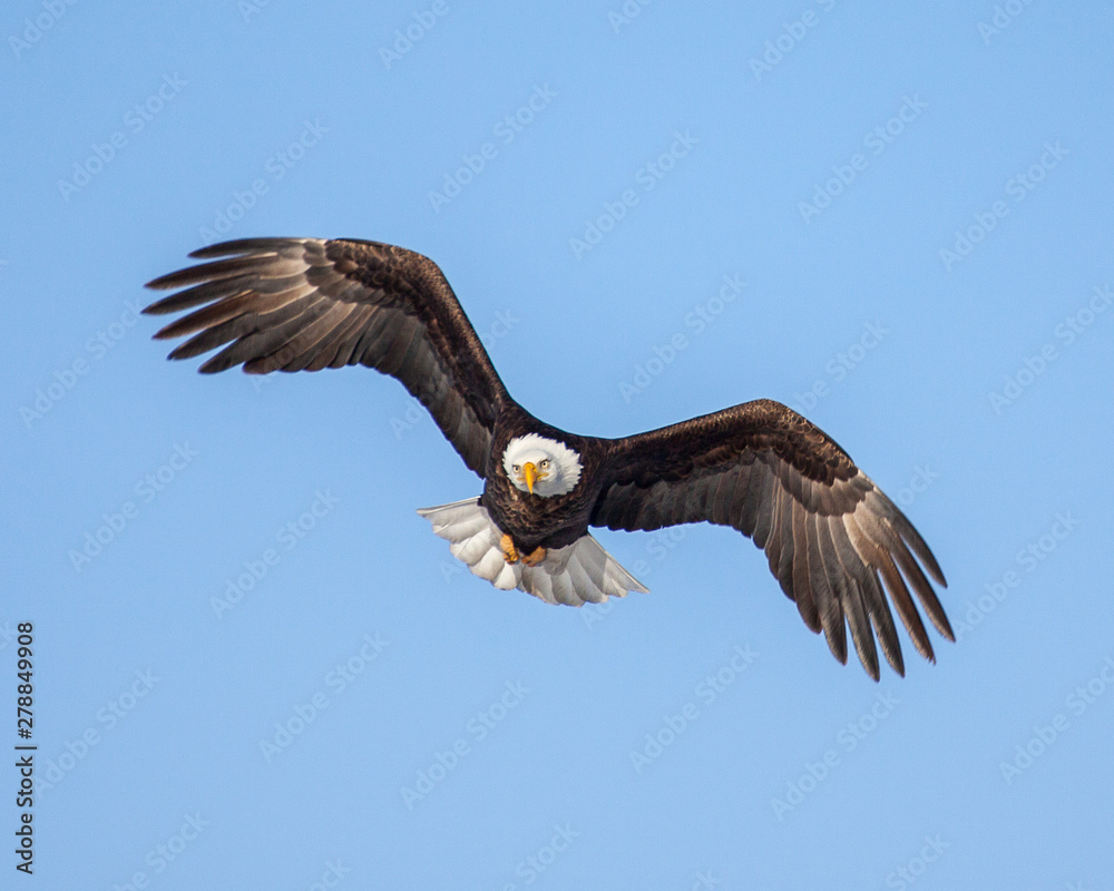 Obraz premium eagles