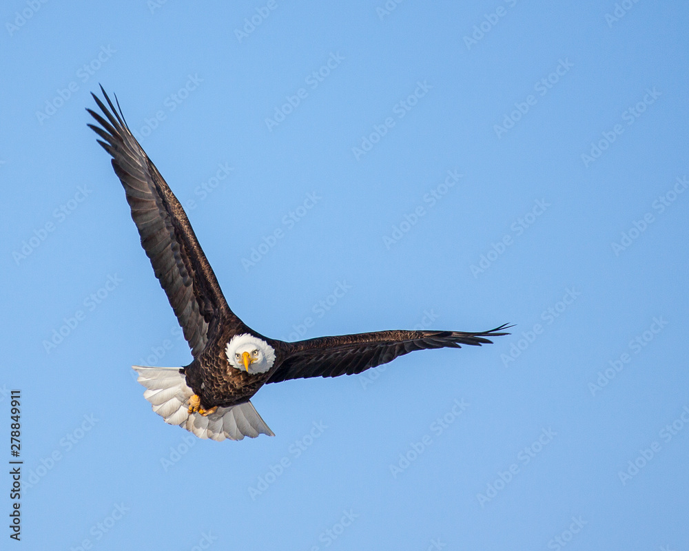 Fototapeta premium eagles