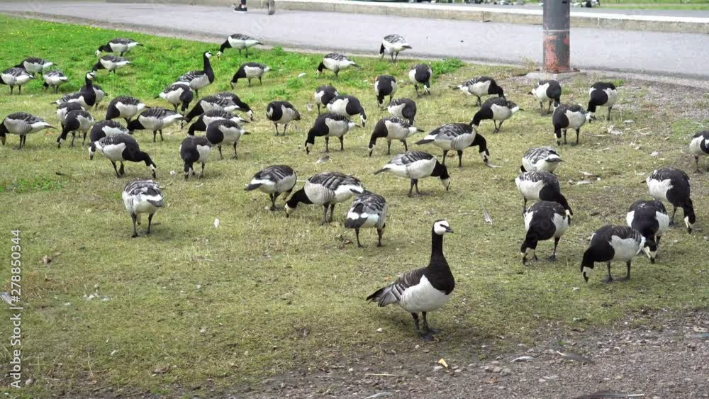 Hungry Canadian Geese are looking for food in the park next to the Corridor, UHD Hungry Canadian Geese are looking for food in the park next to the Corridor, UHD