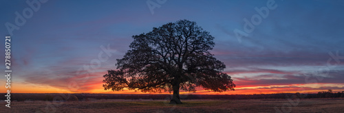 Lonely Tree Sunset