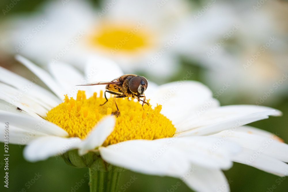 Insect on white flower covered in pollen Insect on white flower covered in pollen