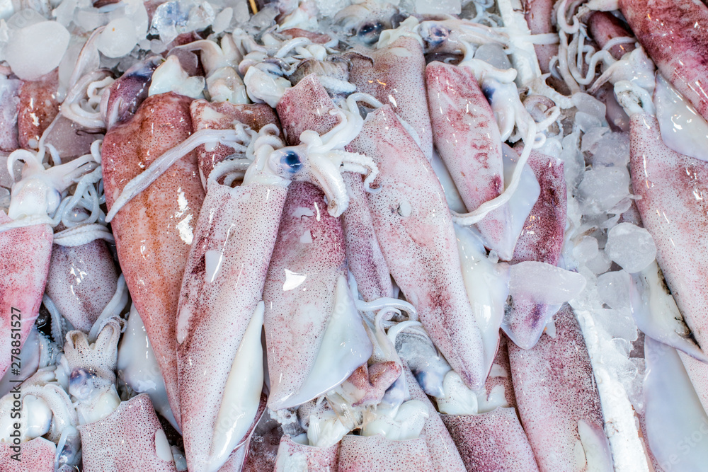 Seafood Fresh Squid in market , Soft cuttlefish Seafood Fresh Squid in market , Soft cuttlefish