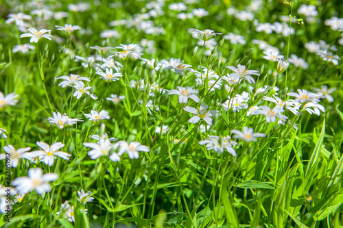 spring white flowers on the meadow 