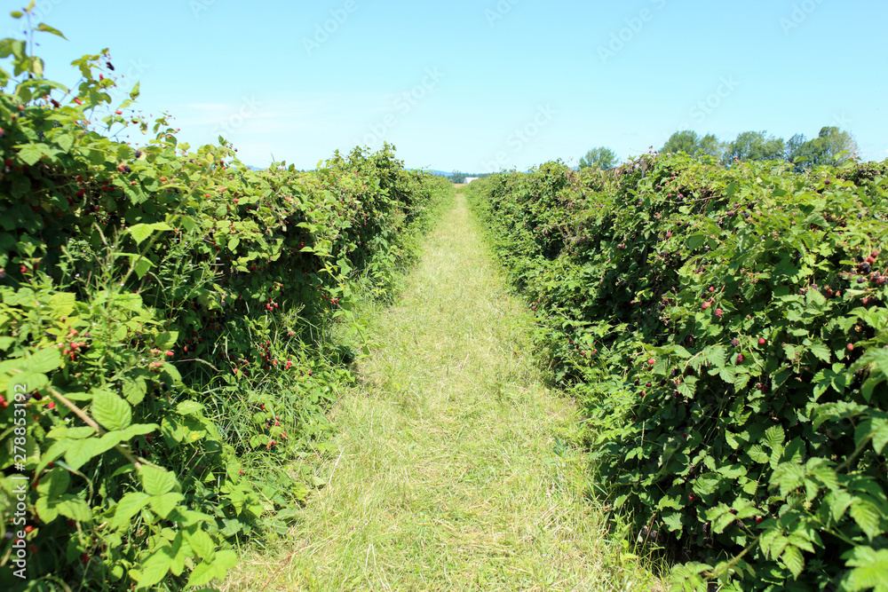 Berries growing on the vine at a berry farm on a sunny.