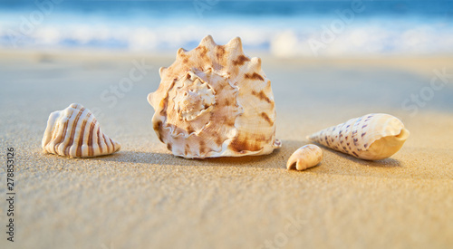 Collection of sea shells on the beach with ocean background 