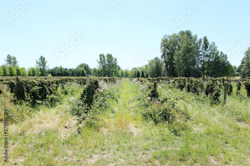 Fototapeta Naklejka Na Ścianę i Meble -  Berries growing on the vine at a berry farm on a sunny.