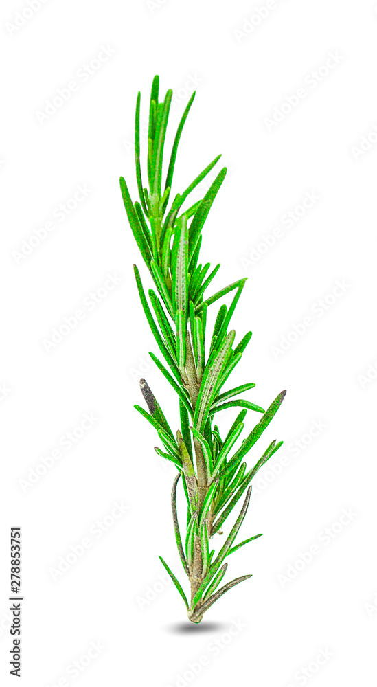 Obraz premium Fresh green sprigs of rosemary isolated on a white background