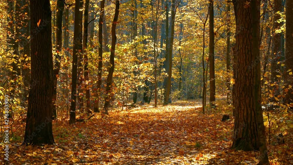 Pathway in the bright autumn forest