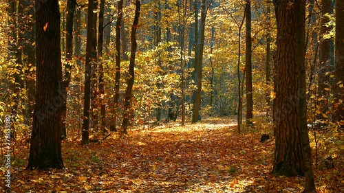 Pathway in the bright autumn forest