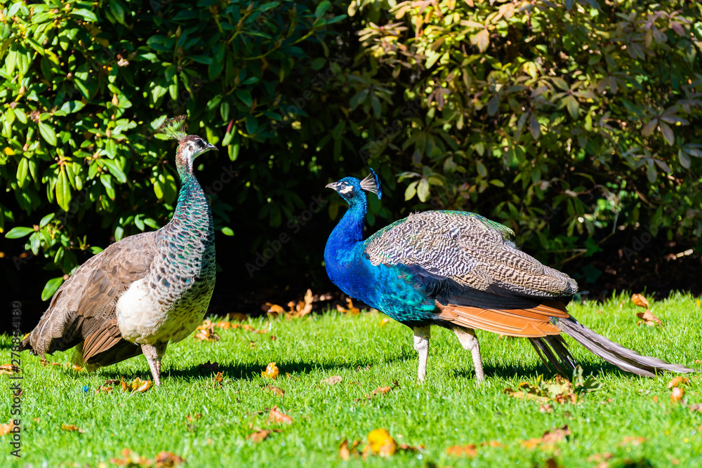 Adult peafowls, a male blue Indian Peacock & a green and brown female Indian Peahen standing on grass lawn in nature park garden on sunny autumn day. Beautiful colorful wildlife animals. Adult peafowls, a male blue Indian Peacock & a green and brown female Indian Peahen standing on grass lawn in nature park garden on sunny autumn day. Beautiful colorful wildlife animals.