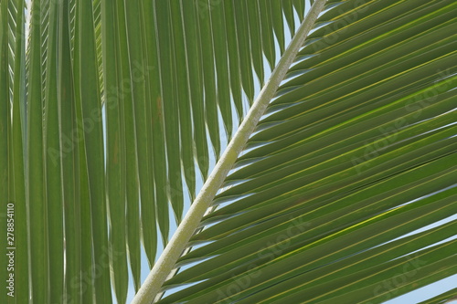 palm leaf against blue sky