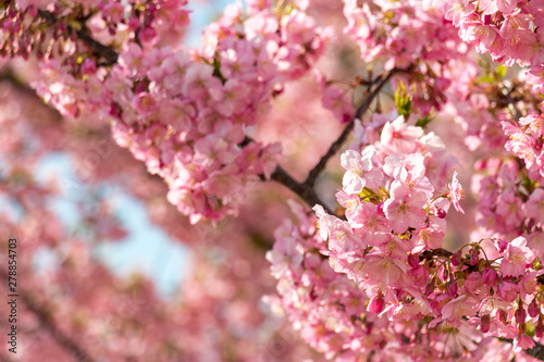 旧中川の河津桜　東京都江戸川区平井 photo