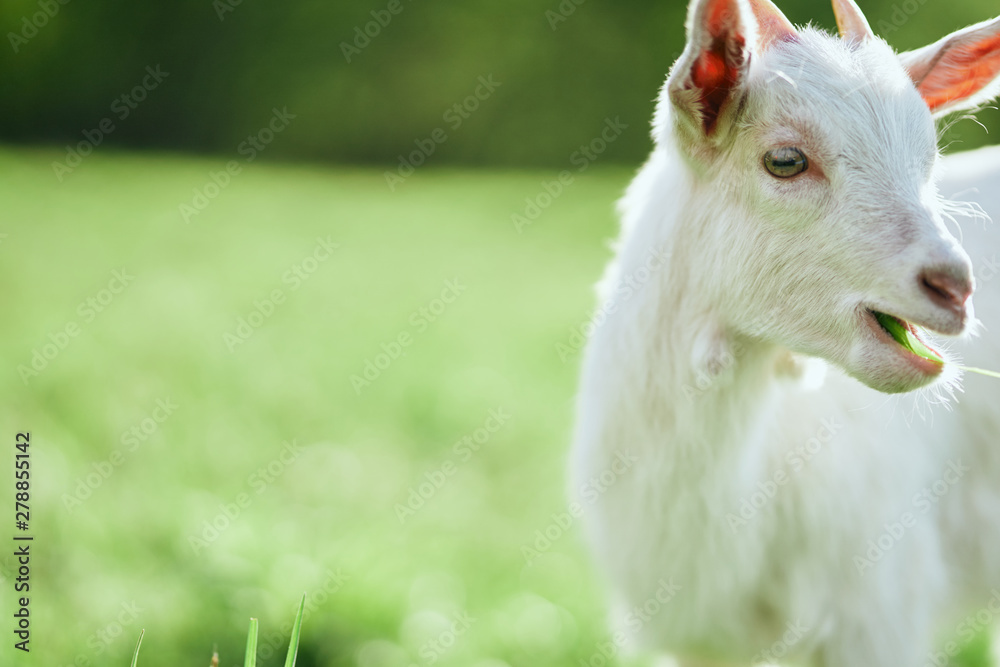 Obraz premium goat on green grass